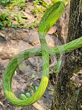 Show off the pattern and beauty of green snakes.ÃÂ  photo